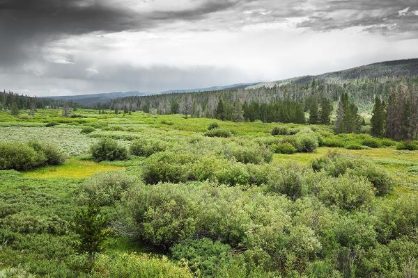 Hayden Valley Spring