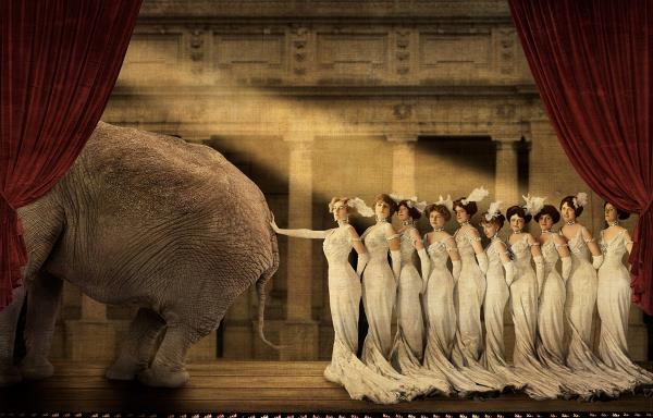 <br><b>Elephant in the Room 8/25</b>